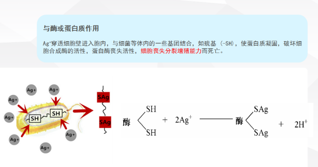 银离子抗菌原理图片