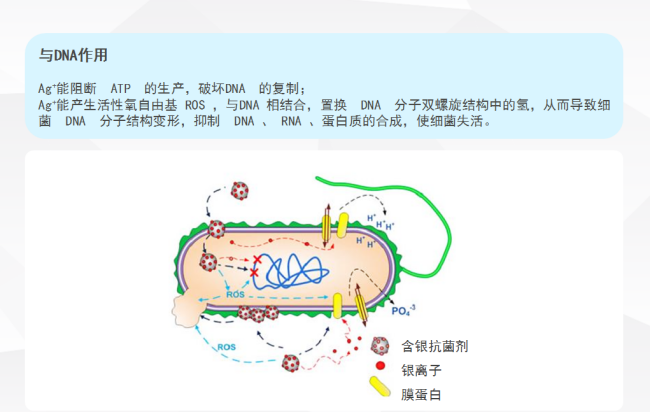 银离子抗菌剂的原理是什么？